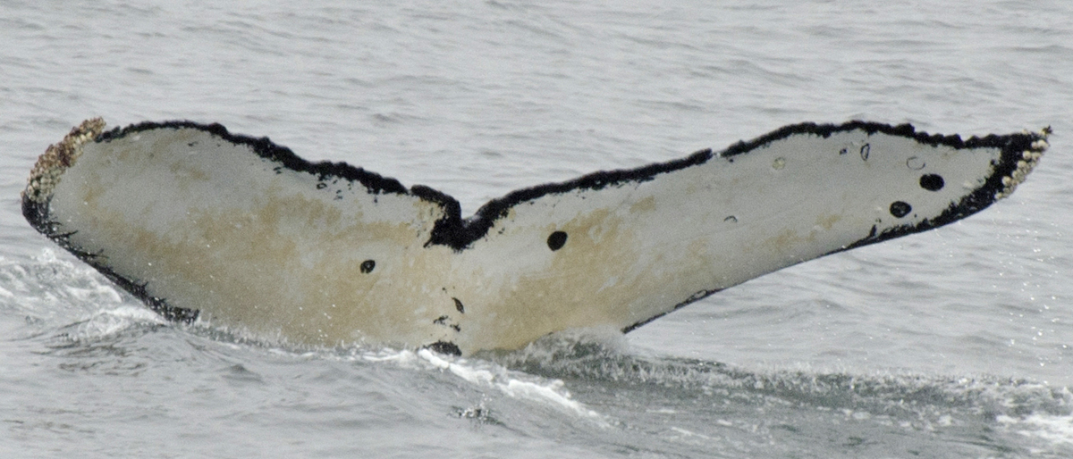 Fluke of Tuxedo (SE Alaska)