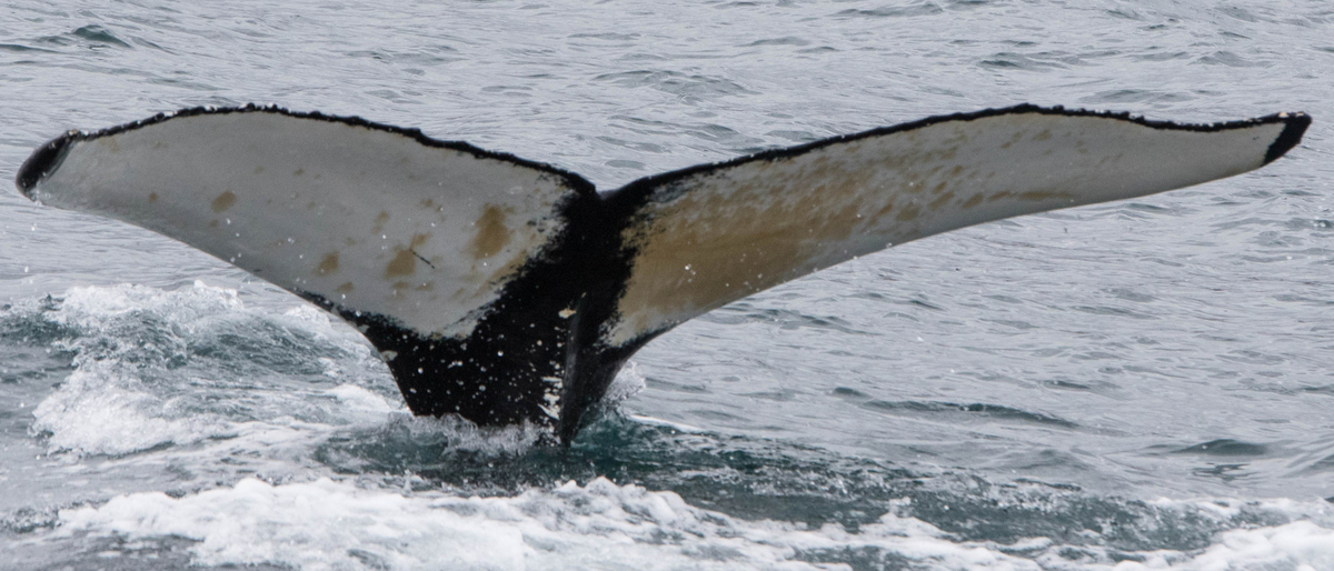 Fluke of Cassie (Westfjords)