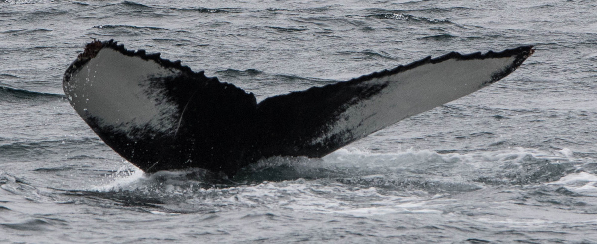 Fluke of Paula (Husavik) aka Alda (Westfjords)