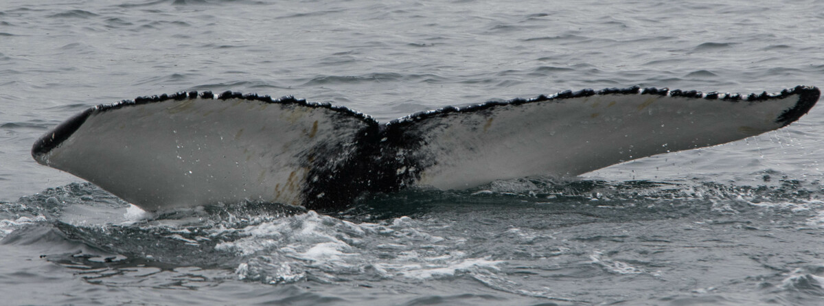 Fluke of Vampire (Westfjords)