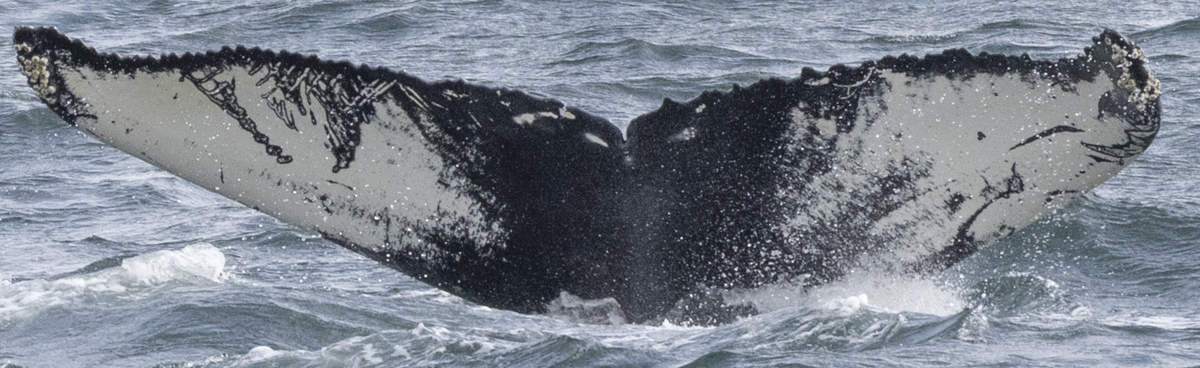 Fluke of Njordur Brekason (Iceland) aka Ziggy (Westfjords)