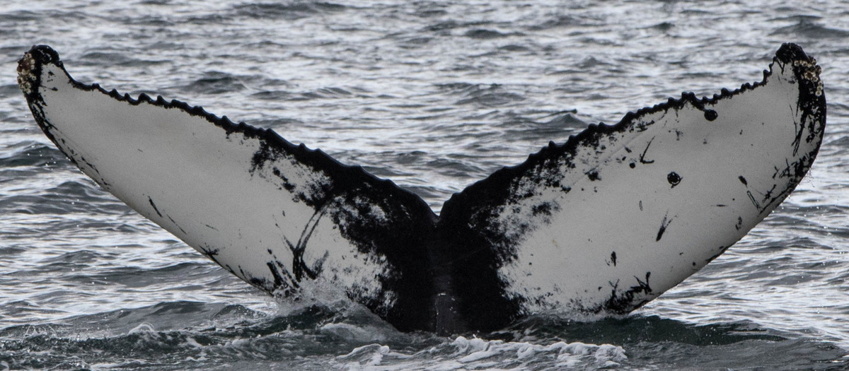 Fluke of Kirk (HRC) aka Drangsnes (Westfjords)