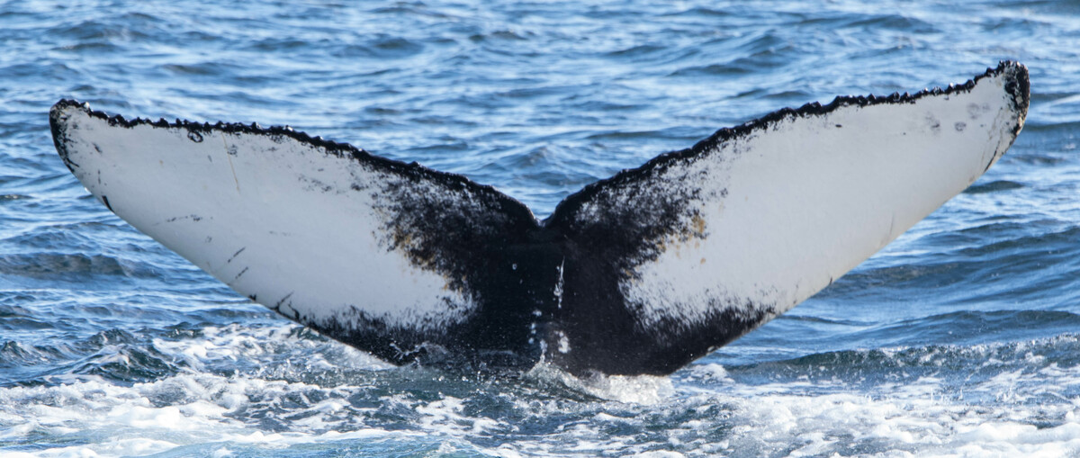 Fluke of Butterfly (Westfjords)