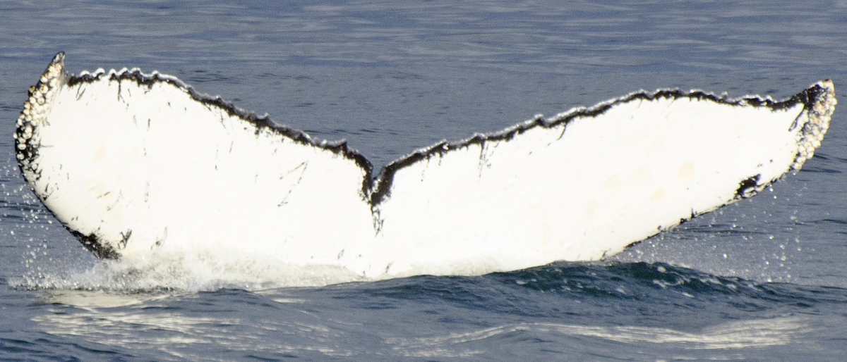 Fluke of Samurai (FS)
