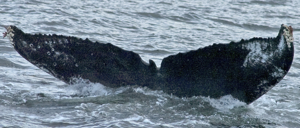 Fluke of Qimeq (SE Alaska)