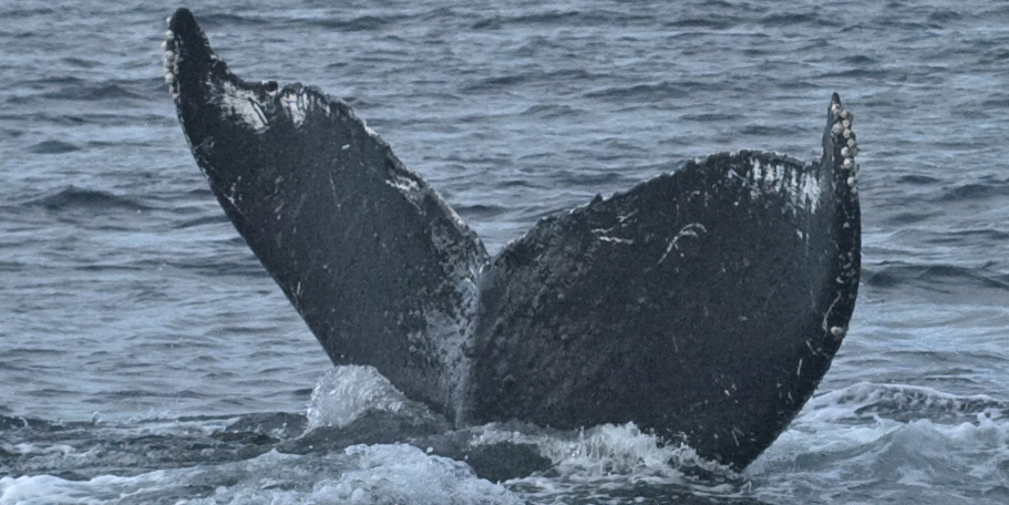 Fluke of Toenail (FS)