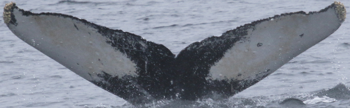 Fluke of Angelica (FS)