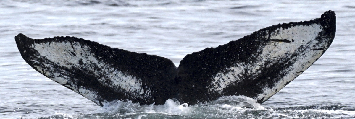 Fluke of Chiroxiphia (FS)