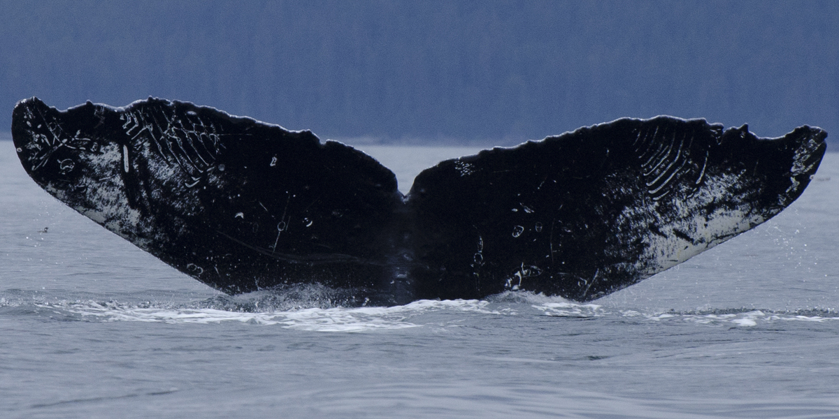Fluke of Denali-Dylan (Alaska)