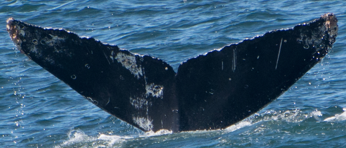 Fluke of CRC-17809