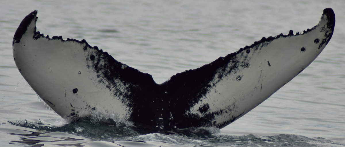 Fluke of Copyright aka Duo (Westfjords)