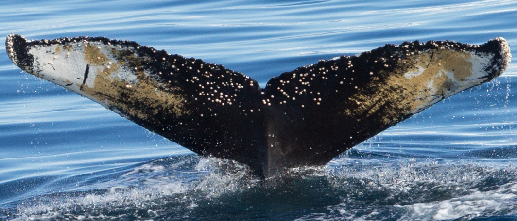 Fluke of HW-MN1301150