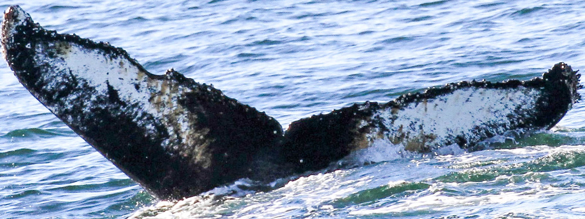 Fluke of HW-MN1301155