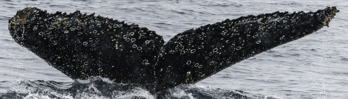 Fluke of HW-MN1301159