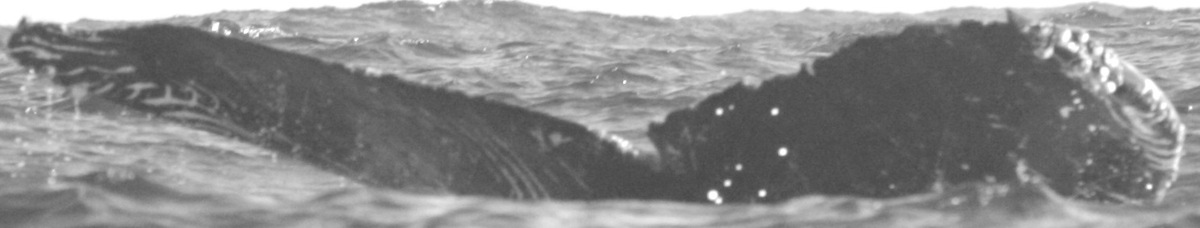 Fluke of CRC-15035