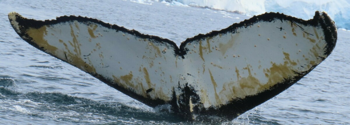 Fluke of AHWC-5628