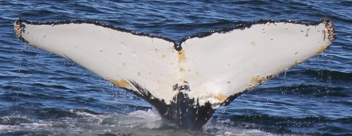 Fluke of HW-MN1301162