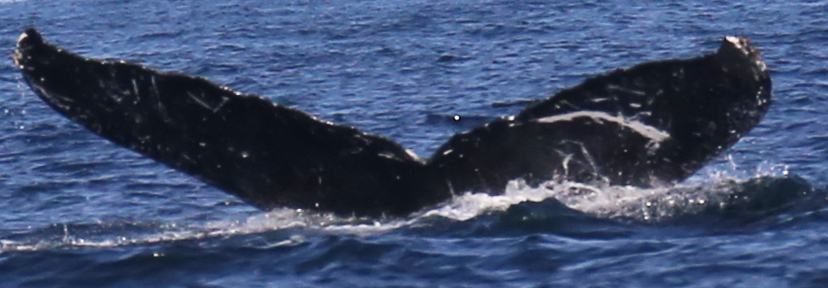 Fluke of CRC-11871