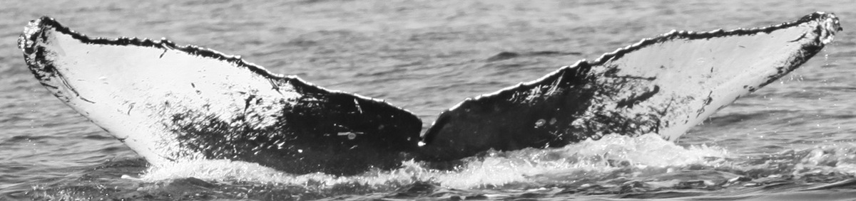 Fluke of CRC-14024