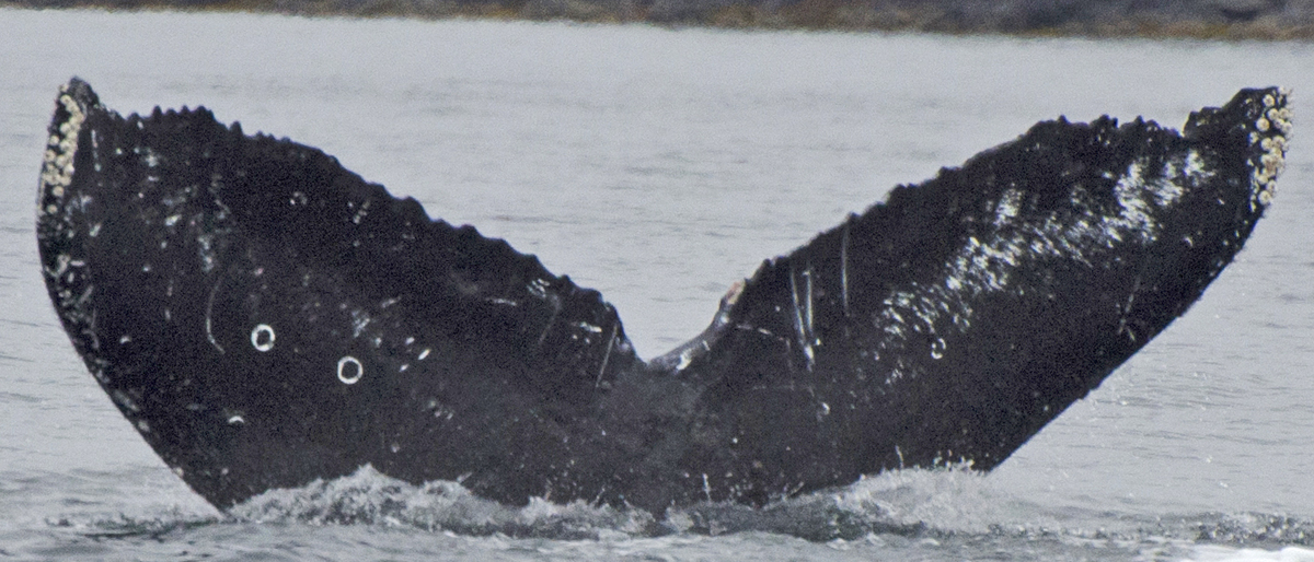 Fluke of Auke (Juneau)
