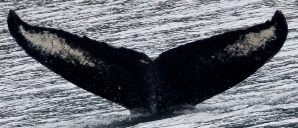 Fluke of Cornucopia (SE Alaska) aka Devil (FS)