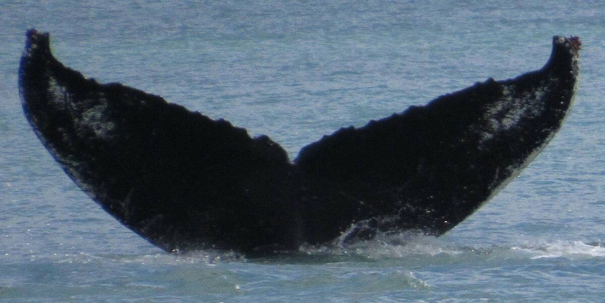 Fluke of Parcheesy (FS)