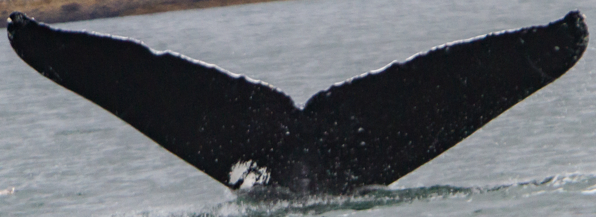 Fluke of Stamp (UASE) aka Yin Yang (FS)