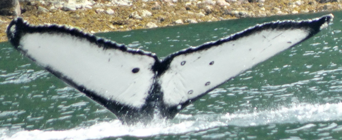 Fluke of Hourglass (Salish Sea)