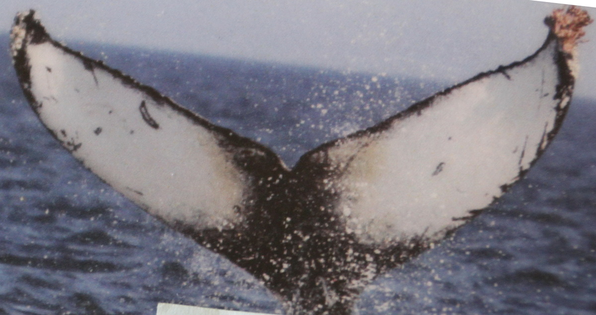 Fluke of Sam (Salish Sea)