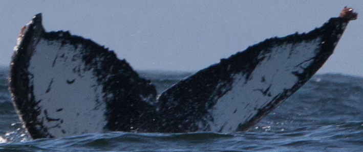 Fluke of CRC-16211