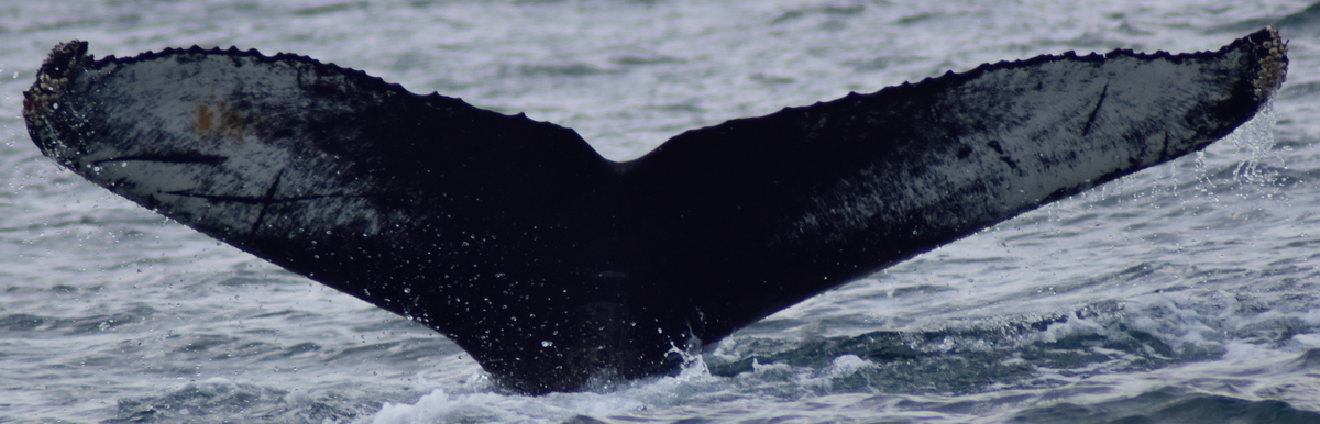 Fluke of Mathsy (Westfjords)