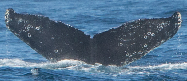 Fluke of CRC-13738