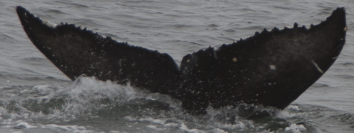 Fluke of Ophelia (2017-2018 calf of CRC-15476)