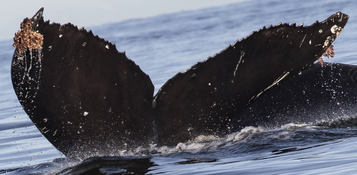 Fluke of Olympus (WA/BC)
