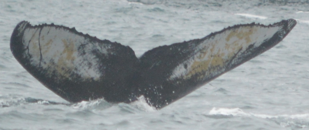 Fluke of SEAK-2457