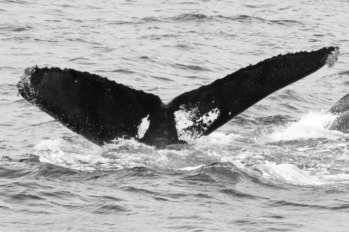 Fluke of Bunny (the Humpback)