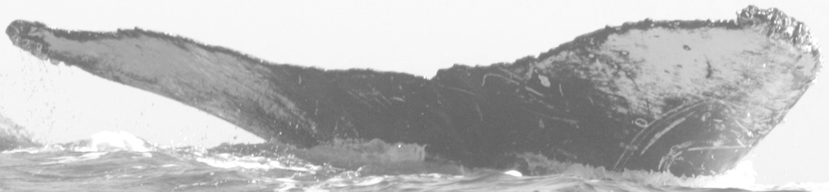 Fluke of CRC-15045