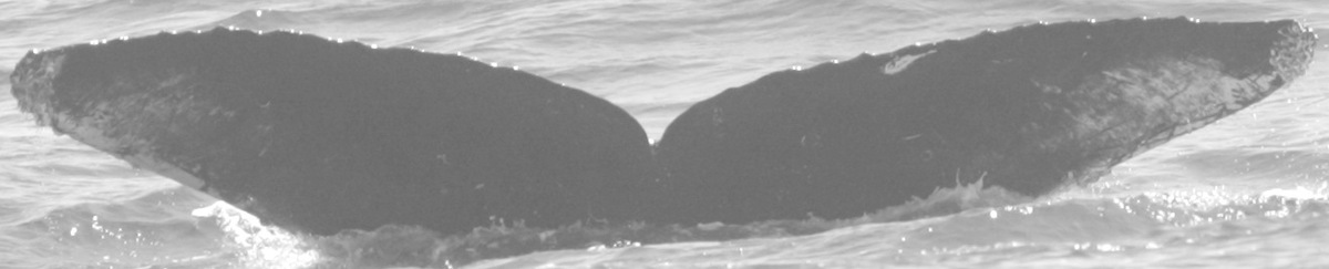 Fluke of Jane Goodall's first humpback whale