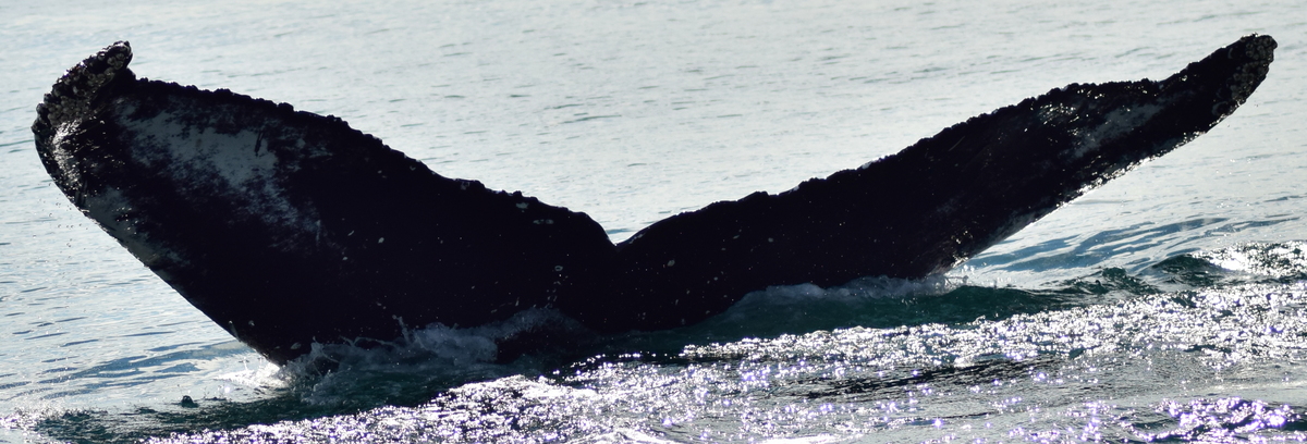 Fluke of Sparks (Westfjords)