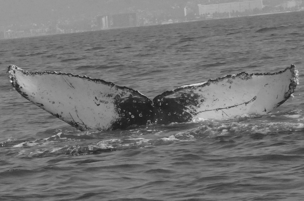 Fluke of FIBB-2BB137