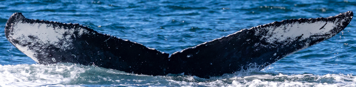 Fluke of Magma (Juneau) aka Desdemona (FS)