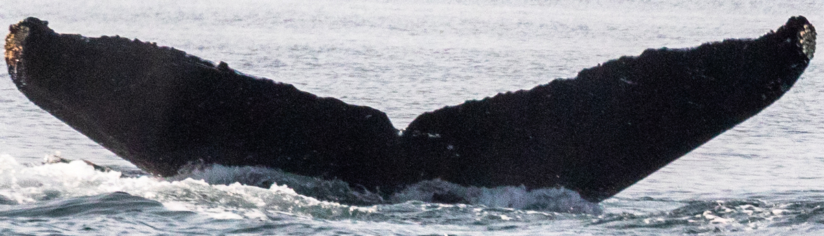 Fluke of SEAK-0883