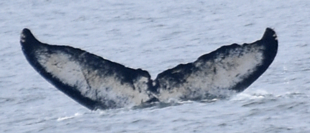 Fluke of CRC-10307