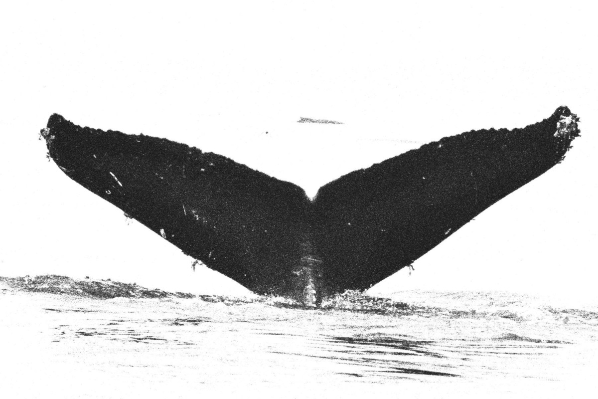 Fluke of BREE-054