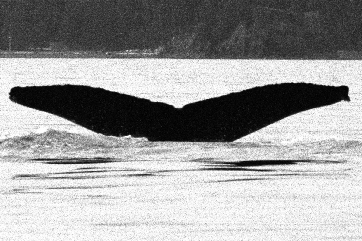 Fluke of GWAK-P268
