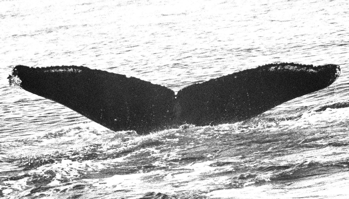 Fluke of BREE-136