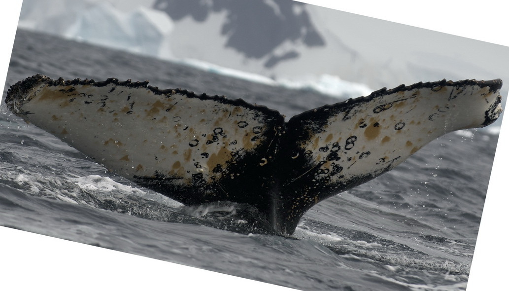 Fluke of AHWC-6022