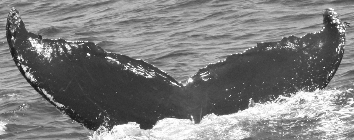 Fluke of Sauron (Nicaragua)