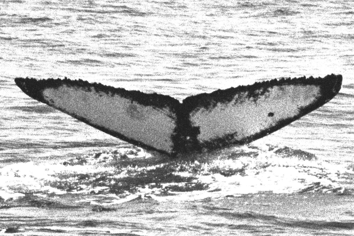 Fluke of Samura (Hawaii)