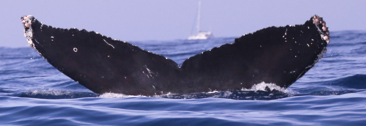Fluke of CRC-10811